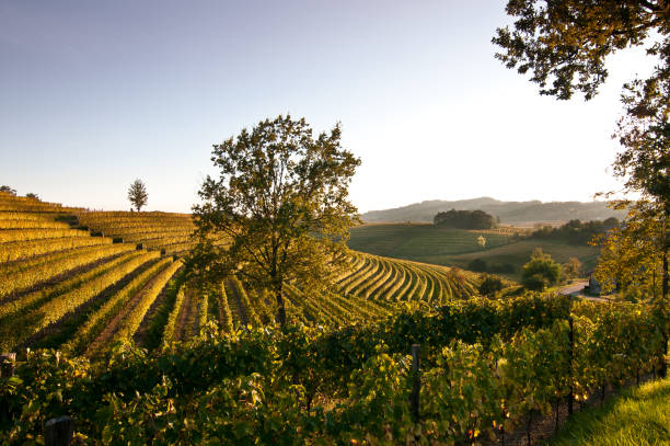 istock Nice vineyard landscape in north of Italy 157693901