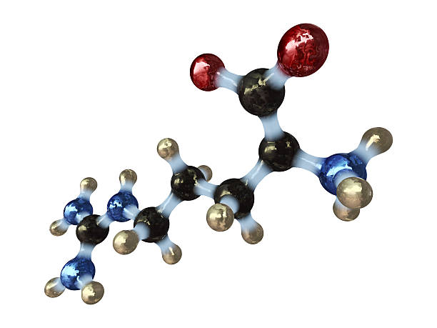 Molecular 3D composition of amino acid arginine A model of a molecule of arginine, an amino acid. Amino acids are the building blocks of proteins and have many functions in metabolism. In particular, Arginine has an important function in the immune system, wound healing and cell division. amino acid photos stock pictures, royalty-free photos & images