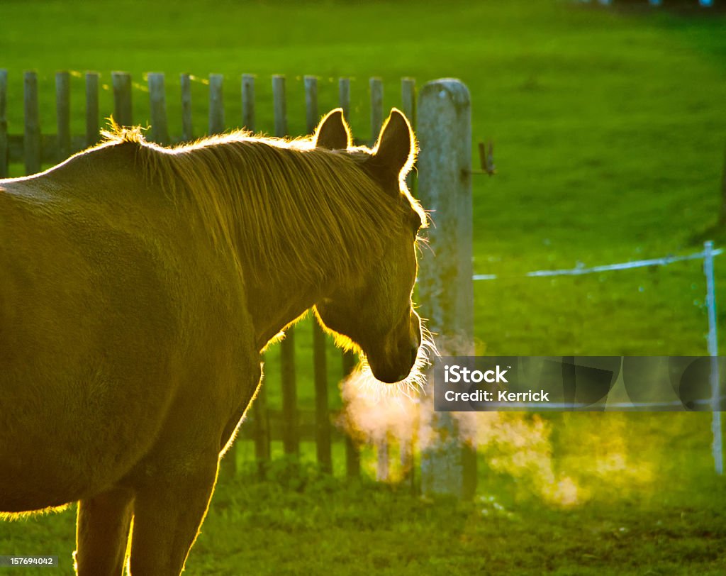 Braunes Pferd im beleuchteten im Herbst und kalten Abend - Lizenzfrei Kälte Stock-Foto