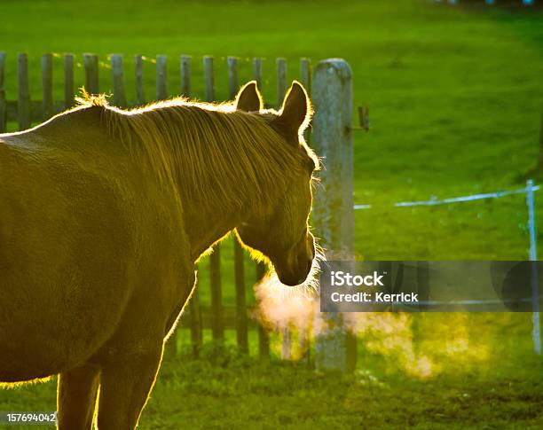 Braunes Pferd Im Beleuchteten Im Herbst Und Kalten Abend Stockfoto und mehr Bilder von Kälte