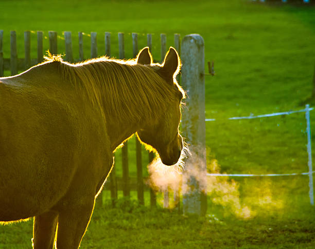 brown horse in paddock. Backlit some minutes before the sun is gone behind the horizon. Photo taken in october. More of this situation:
