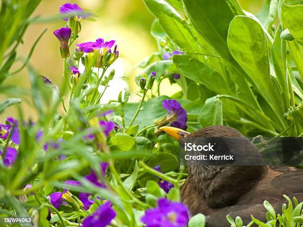 Testa Di Donna Blackbird Allevamento Nel Suo Nido - Fotografie stock e altre immagini di Accudire - Accudire, Allerta, Ambientazione esterna