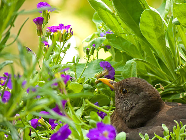 head of female blackbird breeding in her nest  aufzucht stock pictures, royalty-free photos & images