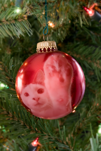 A cat swipes at a christmas ornament hanging from a christmas tree.