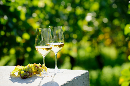 Two glasses of white wine (Risling) in vineyard
