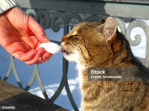 Wow Das Ist Gut Stockfoto und mehr Bilder von Domestizierte Tiere - Domestizierte Tiere, Durst, Farbbild