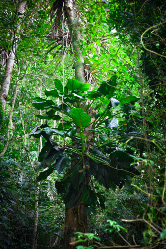 Tropical rain forest at Henry Pittier National Park, Venezuela