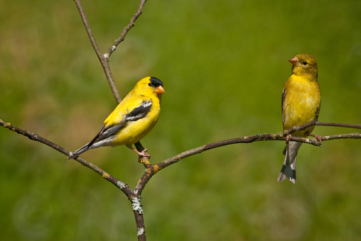 The American Goldfinch (Carduelis tristis) is the state bird of Washington, Iowa and New Jersey. It is a fairly common summer resident to the Pacific Northwest, migrating to the southern USA and Mexico in the winter. This goldfinch pair, perched on a branch, was photographed in Edgewood, Washington State, USA.