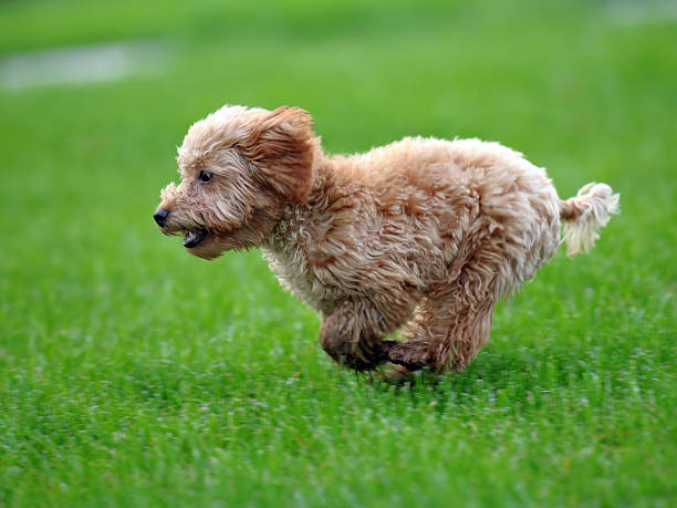 Happy Puppy Fast Running On Grass - XLarge