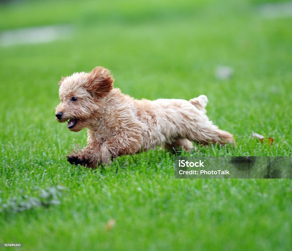 Szczęśliwy psich biegania na trawie - Zbiór zdjęć royalty-free (Pies)