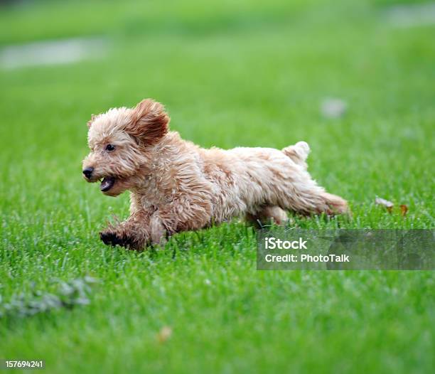 Szczęśliwy Psich Biegania Na Trawie - zdjęcia stockowe i więcej obrazów Pies - Pies, Młode, Szczenię