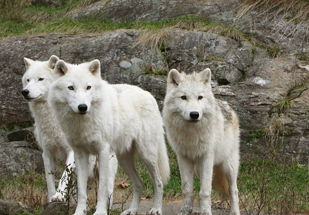 3 북극해 울브즈 - canadian timber wolf 뉴스 사진 이미지