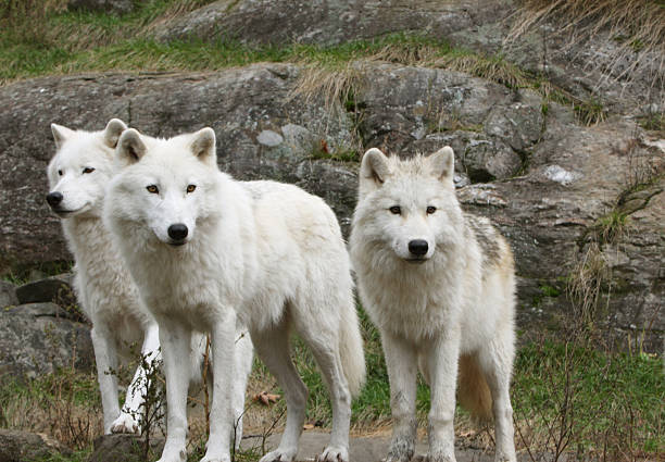Three Arctic Wolves stock photo