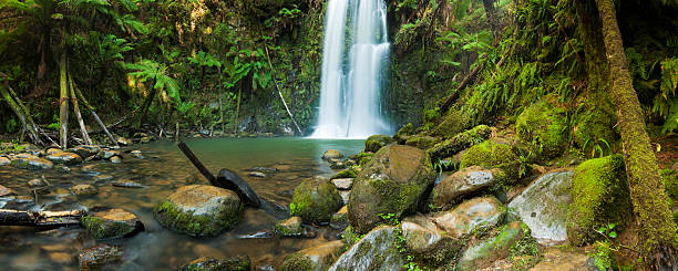 istock Rainforest waterfalls, Beauchamp Falls, Great Otway NP, Victoria, Australia 157694466