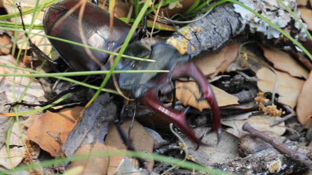 European stag beetle wlanking on the ground