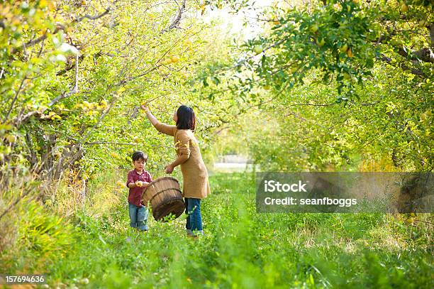 구슬눈꼬리 아들 픽킹 사과들 함께 과수원 따기에 대한 스톡 사진 및 기타 이미지 - 따기, 사과, 가족