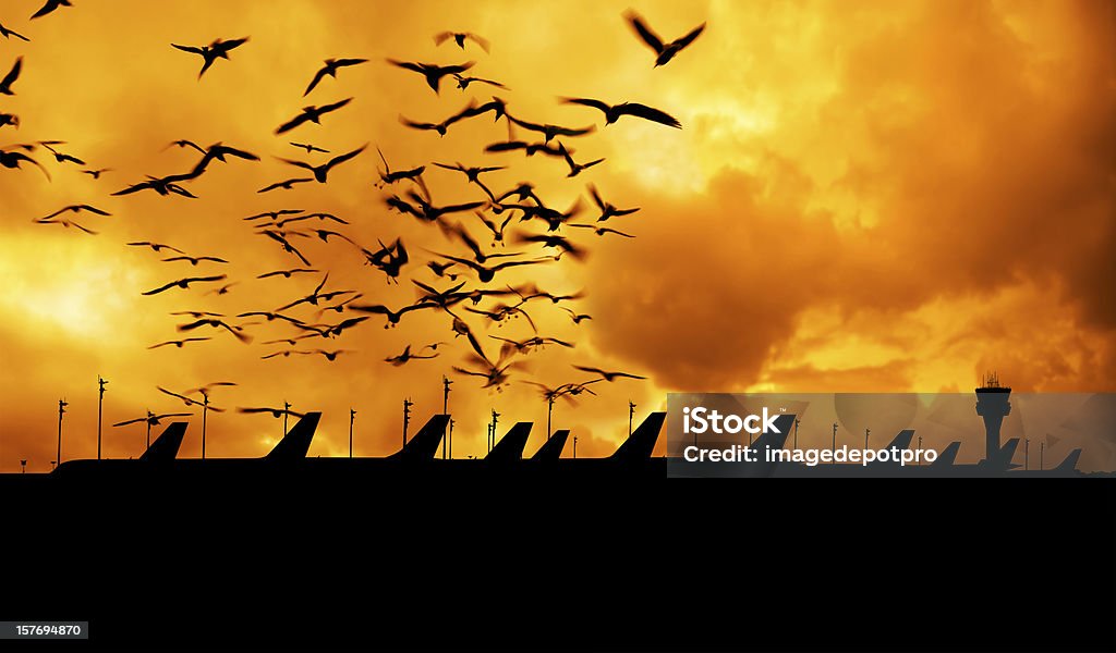 airport airport silhouetted by sunset and group of birds flying over. Bird Stock Photo