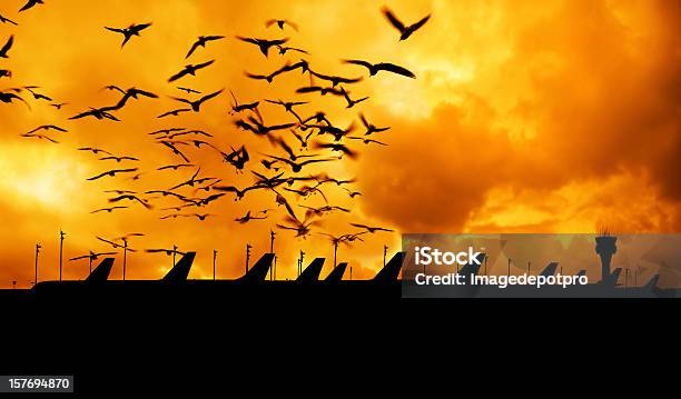 Airport Stock Photo - Download Image Now - Bird, Airport, Air Traffic Control Tower