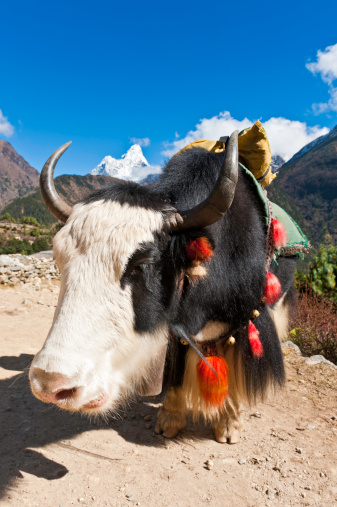 Black yak standing on the track in the himalayan mountains, Nepal