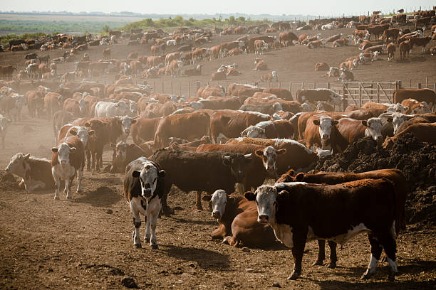 Feedlot full of Hereford Cows.  corral stock pictures, royalty-free photos & images