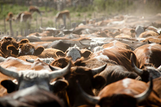istock Bunch of cows runing in farm. 157694977