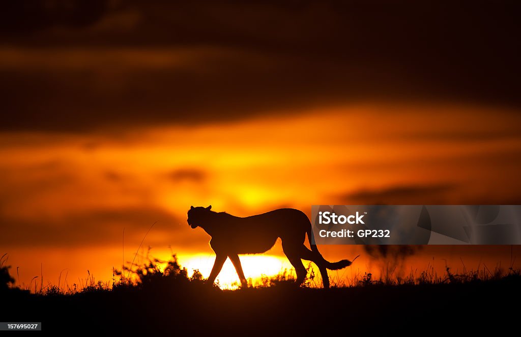Gepard Silhoette - Zbiór zdjęć royalty-free (Gepard)