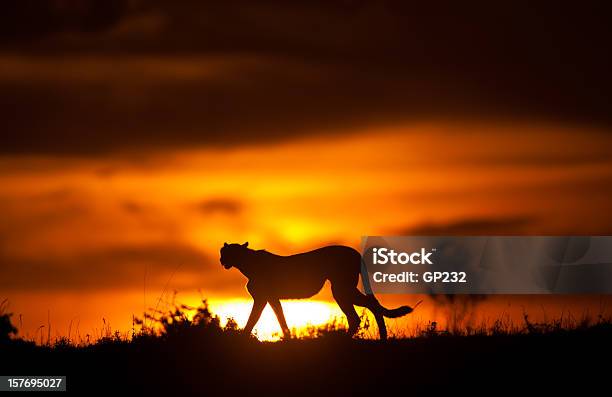 Gepard Silhoette - zdjęcia stockowe i więcej obrazów Gepard - Gepard, Zachód słońca, Fotografika