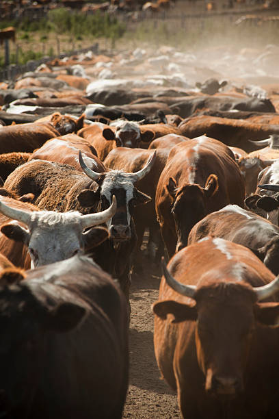 istock Bunch of cows on a farm. 157695088