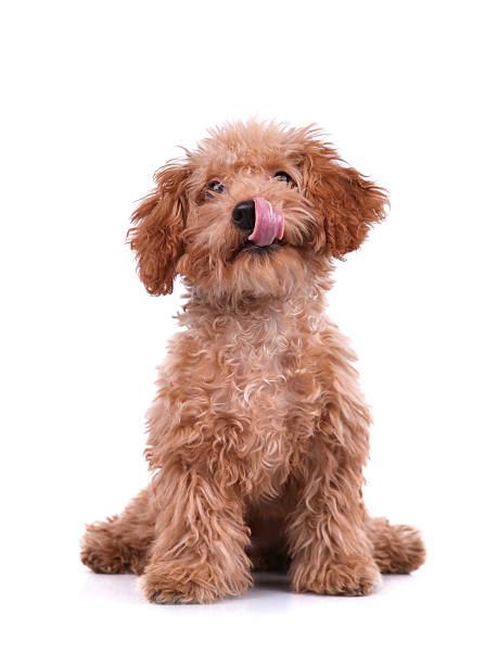 Little Dog - XXLarge Front view of a little dog studio shot with white background cute puppy sitting stock pictures, royalty-free photos & images
