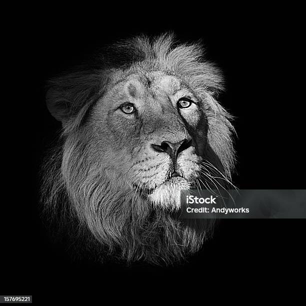 Löweporträt Stockfoto und mehr Bilder von Löwe - Großkatze - Löwe - Großkatze, Dunkel, Freisteller – Neutraler Hintergrund