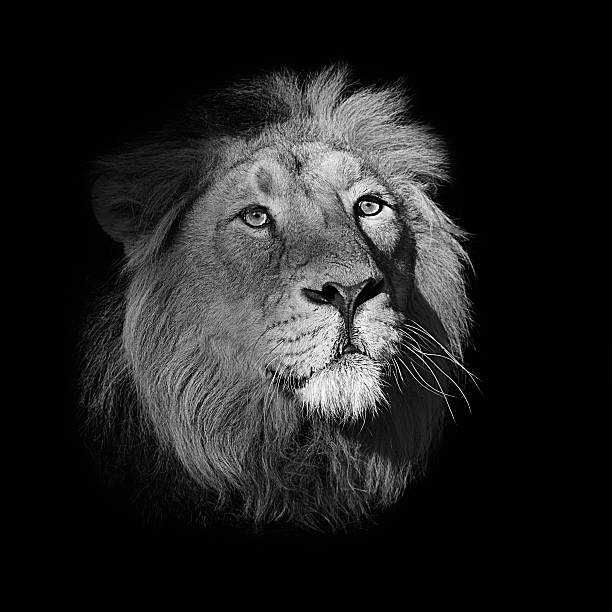 istock Black and white portrait of a lion 157695221