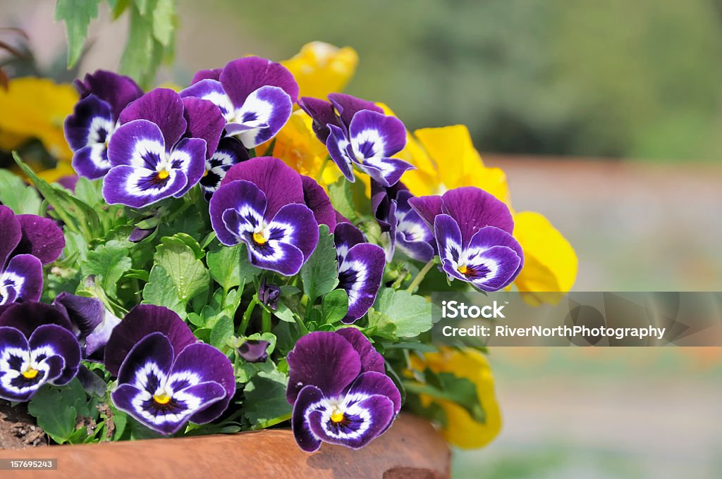 Spring Flower Pot  Pansy Stock Photo