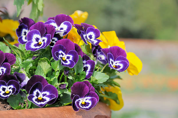 Spring Flower Pot  pansy photos stock pictures, royalty-free photos & images