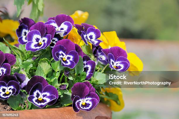Spring Flower Pot Stock Photo - Download Image Now - Pansy, Flower Pot, Violet - Flower