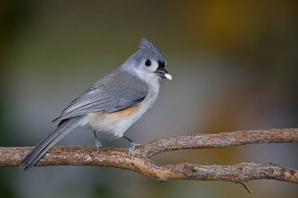 Tufted Titmouse (Baeolophus bicolor) With Seed In Beak stock photo