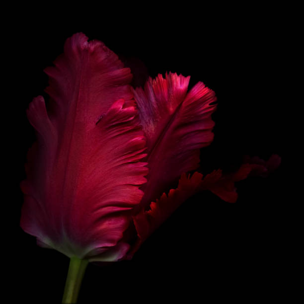 A red parrot tulip isolated against a background.