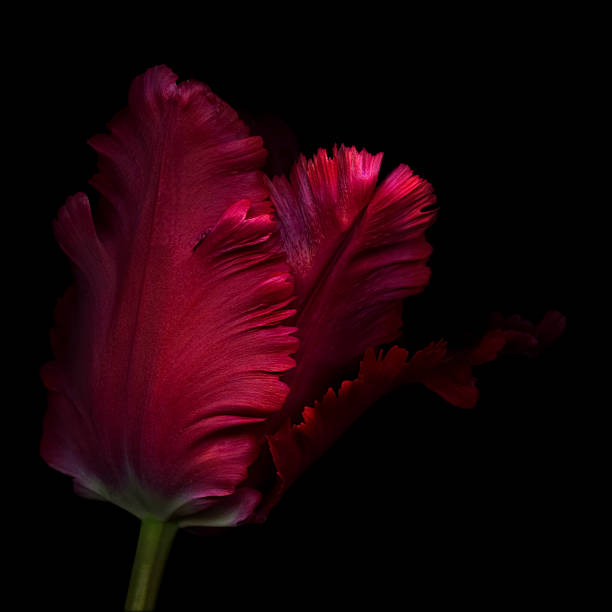 close up, side view of a single red parrot tulip  - lale fotoğraflar stok fotoğraflar ve resimler