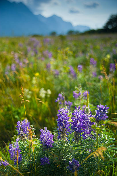 ルパイン花と山々の氷河国立公園 - montana mountain lupine meadow ストックフォトと画像