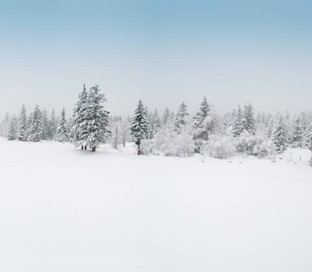 istock Winter Landscape with Snow and Trees 157695515