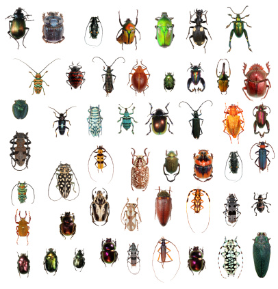 beetle collection in XXXL size, beautiful colors and shapes.