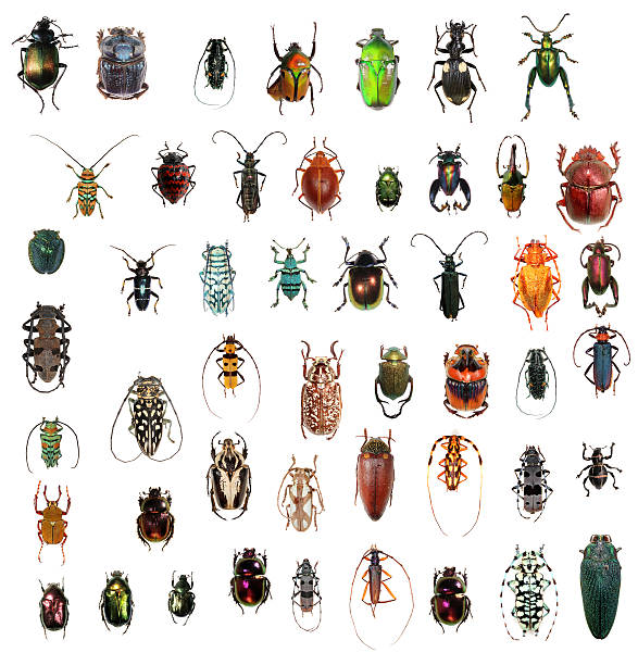 Beetle collection XXXL beetle collection in XXXL size, beautiful colors and shapes. leaf beetle photos stock pictures, royalty-free photos & images
