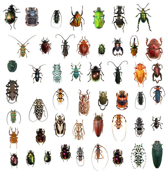 Photo of Beetle collection XXXL