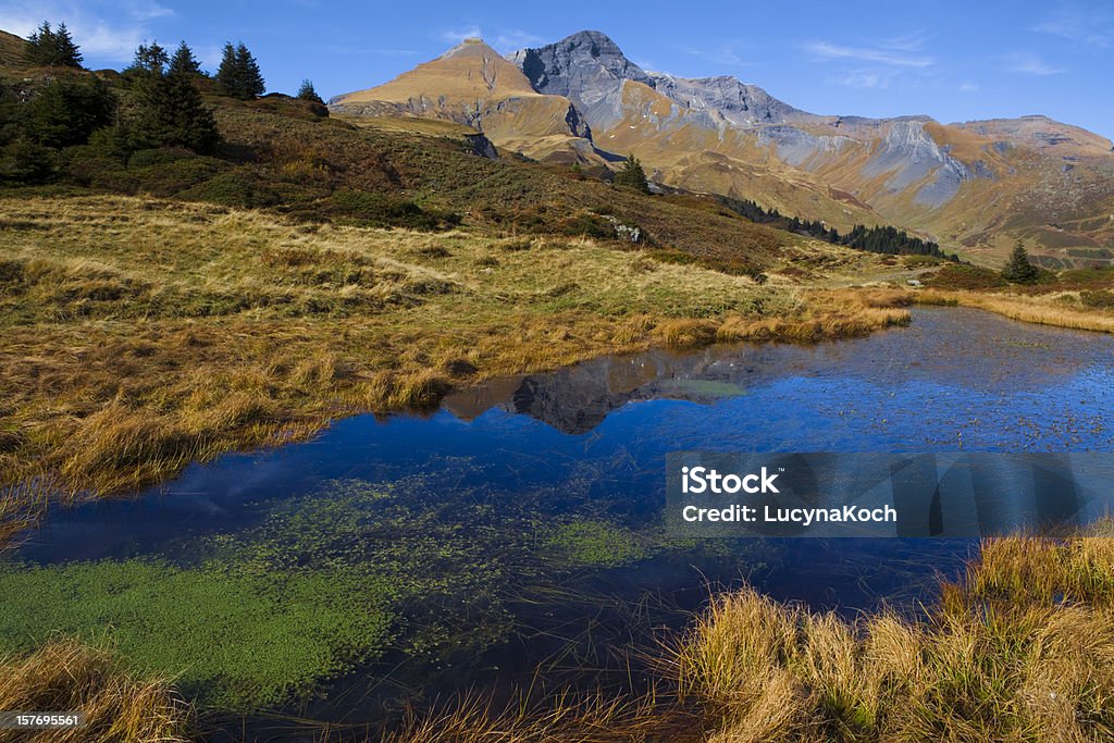 Pond life mit Schwarzhorn und Gemschiberg - Lizenzfrei Alge Stock-Foto