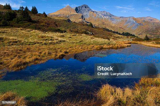 Pond Life Mit Schwarzhorn Und Gemschiberg Stockfoto und mehr Bilder von Alge - Alge, Alpen, Berg