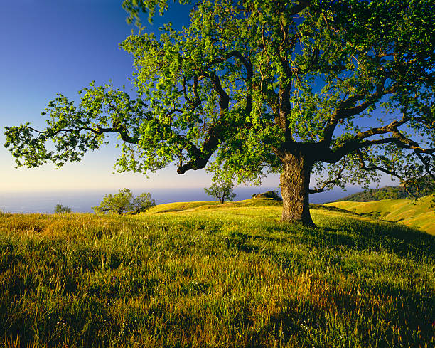 lone oak tree on hill top (g - oak tree fotografías e imágenes de stock