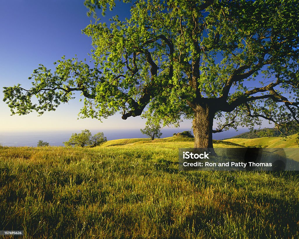 Solitario Albero di quercia sulla collina Top (g - Foto stock royalty-free di Quercia