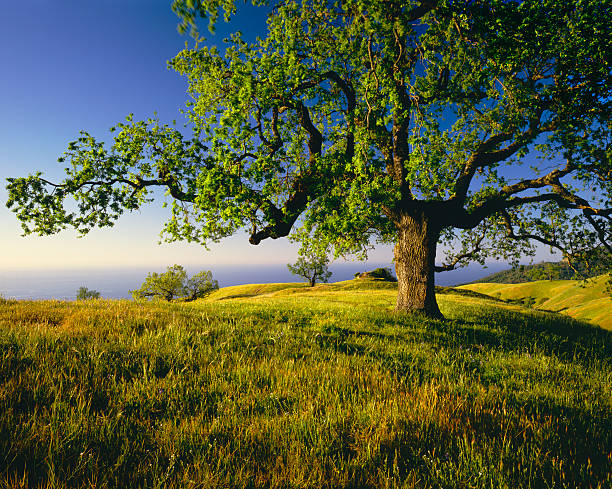 árvore de carvalho solitário em hill topo, alínea g - tree forest oak tree landscape imagens e fotografias de stock