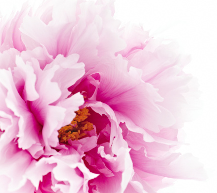 Pink and purple peony bunch isolated top view