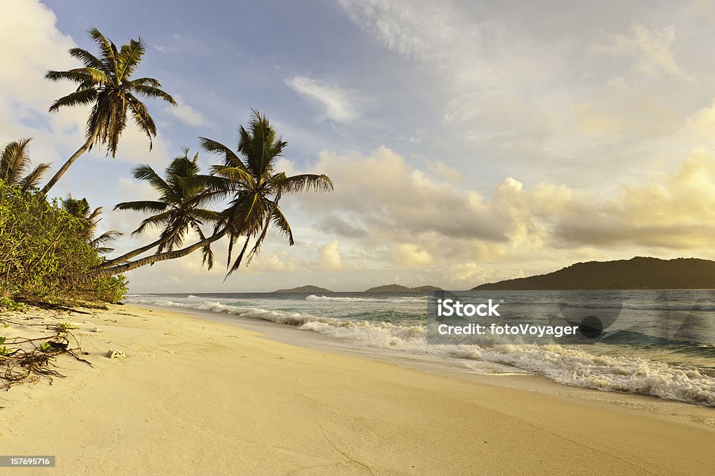 Desert island sunrise idyllic palm trees golden sand tropical beach  Africa Stock Photo