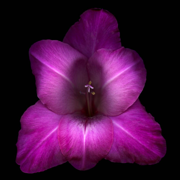 gladiola 꽃송이 - gladiolus single flower isolated white 뉴스 사진 이미지